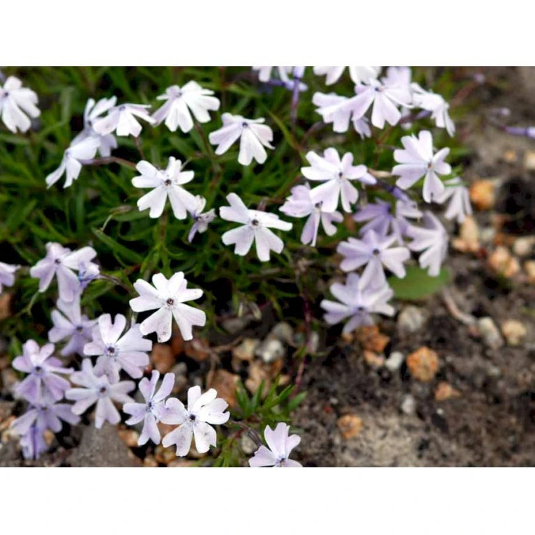 Lyngfloks 'Emerald Cushion Blue' Phlox Subulata 'Emerald Cushion Blue' 10 cm. potte Lyngfloks 'Emerald Cushion Blue' Phlox Subulata 'Emerald Cushion Blue' 10 Cm. Potte -Plantetorvet Butik mi1675 phlox subulata emerald cushion blue eeb1