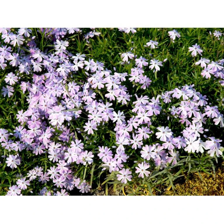 Lyngfloks 'Emerald Cushion Blue' Phlox Subulata 'Emerald Cushion Blue' 10 cm. potte Lyngfloks 'Emerald Cushion Blue' Phlox Subulata 'Emerald Cushion Blue' 10 Cm. Potte -Plantetorvet Butik mi1675 phlox subulata emerald cushion blue f329