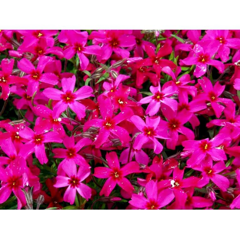 Lyngfloks Phlox Subulata 'Scarlet Flame' 10 cm. potte Lyngfloks Phlox Subulata 'Scarlet Flame' 10 Cm. Potte -Plantetorvet Butik mi1677 phlox subulata scarlet flame 70e8