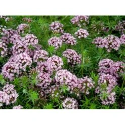 Rosenskovmærke Phuopsis Stylosa 10 Cm. Potte -Plantetorvet Butik mi1678 phuopsis stylosa 00b3