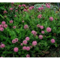 Rosenskovmærke Phuopsis Stylosa 10 Cm. Potte -Plantetorvet Butik mi1678 phuopsis stylosa 1835