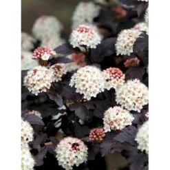 Blærespiræa 'Diabolo' Physocarphus Op. 'Diabolo' Solitær Busk 150-200 Cm. - Med Klump -Plantetorvet Butik mi1688 physocarpus opulifolius diabolo r 0c5e