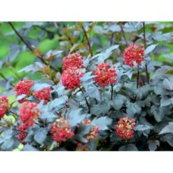 Blærespiræa 'Diabolo' Physocarphus Op. 'Diabolo' Solitær Busk 150-200 Cm. - Med Klump -Plantetorvet Butik mi1688 physocarpus opulifolius diabolo r 7745