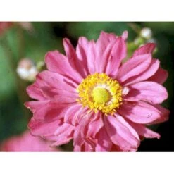 Høstanemone 'Pamina' Anemone Japonica 'Pamina' 1 Liter Potte -Plantetorvet Butik mi183 anemone x hybrida pamina 8cda