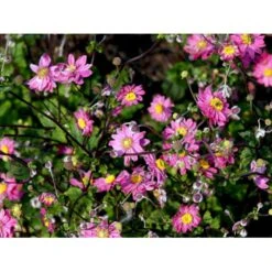 Høstanemone 'Pamina' Anemone Japonica 'Pamina' 1 Liter Potte -Plantetorvet Butik mi183 anemone x hybrida pamina 9442