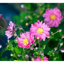 Høstanemone 'Pamina' Anemone Japonica 'Pamina' 1 Liter Potte -Plantetorvet Butik mi183 anemone x hybrida pamina a8a9