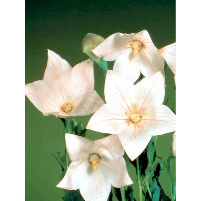 Ballonklokke 'Fuji Pink' Platycodon Grandiflorus 'Fuji Pink' 10 cm. potte Ballonklokke 'Fuji Pink' Platycodon Grandiflorus 'Fuji Pink' 10 Cm. Potte -Plantetorvet Butik mi1851 platycodon grandiflorus fuji pink 10ae