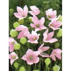 Ballonklokke 'Fuji Pink' Platycodon Grandiflorus 'Fuji Pink' 10 Cm. Potte 4 Ballonklokke 'Fuji Pink' Platycodon Grandiflorus 'Fuji Pink' 10 Cm. Potte -Plantetorvet Butik mi1851 platycodon grandiflorus fuji pink dcd6