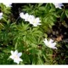Skovanemone Anemone Nemorosa 10 Cm. Potte 2 Skovanemone Anemone Nemorosa 10 Cm. Potte -Plantetorvet Butik mi185 anemone nemorosa a5b3