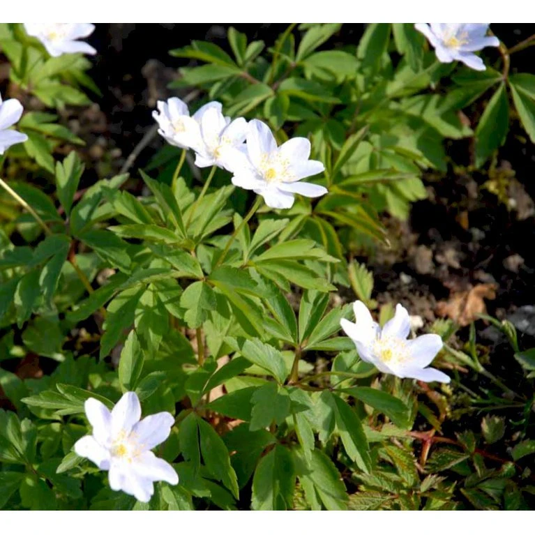 Skovanemone Anemone Nemorosa 10 cm. potte Skovanemone Anemone Nemorosa 10 Cm. Potte -Plantetorvet Butik mi185 anemone nemorosa a5b3
