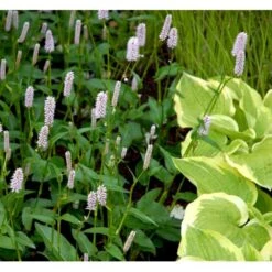 Slangeurt 'Superba' Persicaria Bistorta 'Superba' 1 Liter Potte 7 Slangeurt 'Superba' Persicaria Bistorta 'Superba' 1 Liter Potte -Plantetorvet Butik mi1869 persicaria bistorta superba 1e55