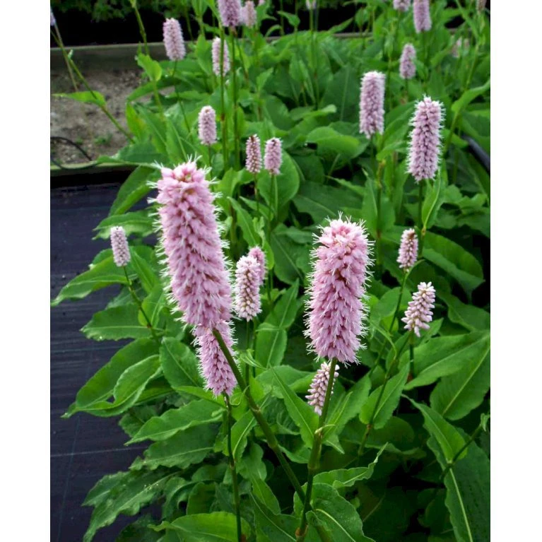 Slangeurt 'Superba' Persicaria Bistorta 'Superba' 1 liter potte Slangeurt 'Superba' Persicaria Bistorta 'Superba' 1 Liter Potte -Plantetorvet Butik mi1869 persicaria bistorta superba 6d93