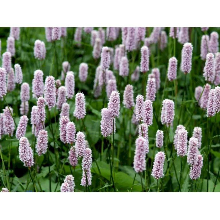 Slangeurt 'Superba' Persicaria Bistorta 'Superba' 1 liter potte Slangeurt 'Superba' Persicaria Bistorta 'Superba' 1 Liter Potte -Plantetorvet Butik mi1869 persicaria bistorta superba 9902