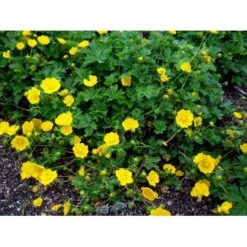Vårpotentil Potentilla Neumanniana 1 Liter Potte 4 Vårpotentil Potentilla Neumanniana 1 Liter Potte -Plantetorvet Butik mi1911 potentilla neumanniana 1b67