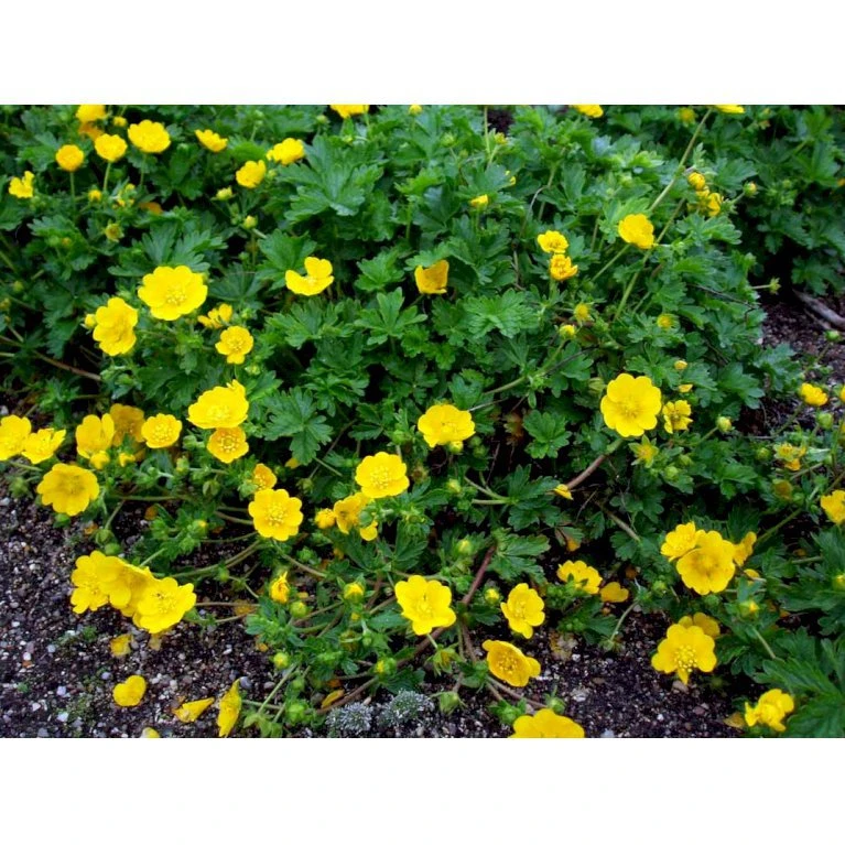 Vårpotentil Potentilla Neumanniana 1 liter potte Vårpotentil Potentilla Neumanniana 1 Liter Potte -Plantetorvet Butik mi1911 potentilla neumanniana 1b67