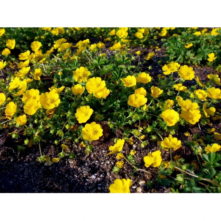 Vårpotentil Potentilla Neumanniana 1 liter potte Vårpotentil Potentilla Neumanniana 1 Liter Potte -Plantetorvet Butik mi1911 potentilla neumanniana 467d