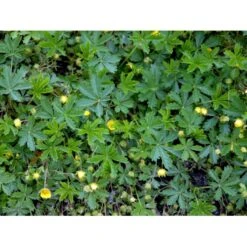 Vårpotentil Potentilla Neumanniana 1 Liter Potte 5 Vårpotentil Potentilla Neumanniana 1 Liter Potte -Plantetorvet Butik mi1911 potentilla neumanniana cf06