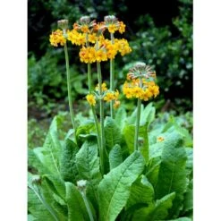 Etageprimula Primula Bulleyana 1 Liter Potte -Plantetorvet Butik mi1921 primula bulleyana 9166