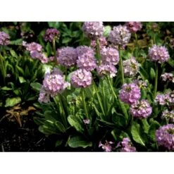 Kugleprimula Primula Denticulata 1 Liter Potte -Plantetorvet Butik mi1925 primula denticulata 07e2