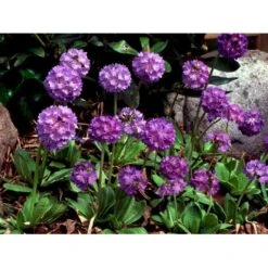 Kugleprimula Primula Denticulata 1 Liter Potte -Plantetorvet Butik mi1925 primula denticulata 0c44