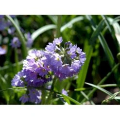 Kugleprimula Primula Denticulata 1 Liter Potte -Plantetorvet Butik mi1925 primula denticulata 53e9