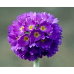 Kugleprimula Primula Denticulata 1 Liter Potte
