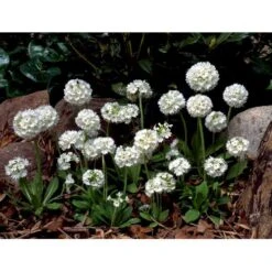 Kugleprimula D. 'Alba' Primula Denticulata 'Alba' 1 Liter Potte 7 Kugleprimula D. 'Alba' Primula Denticulata 'Alba' 1 Liter Potte -Plantetorvet Butik mi1929 primula denticulata alba 52cf