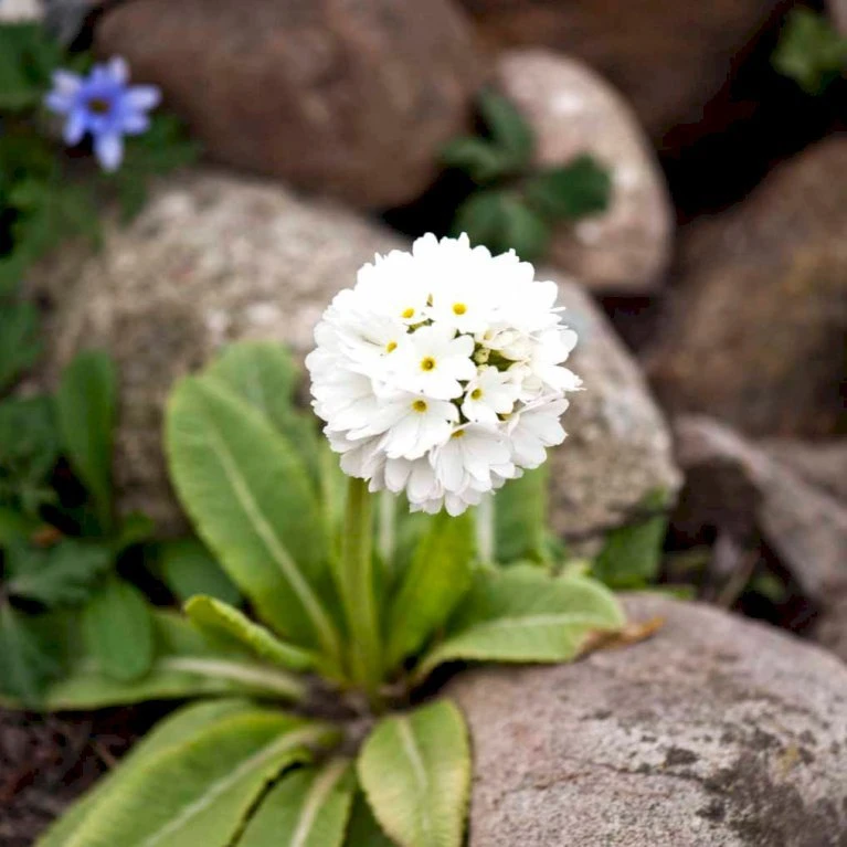 Kugleprimula D. 'Alba' Primula Denticulata 'Alba' 1 liter potte Kugleprimula D. 'Alba' Primula Denticulata 'Alba' 1 Liter Potte -Plantetorvet Butik mi1929 primula denticulata alba 75fb