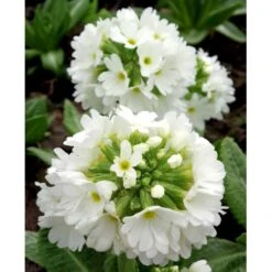 Kugleprimula D. 'Alba' Primula Denticulata 'Alba' 1 Liter Potte 4 Kugleprimula D. 'Alba' Primula Denticulata 'Alba' 1 Liter Potte -Plantetorvet Butik mi1929 primula denticulata alba ea77