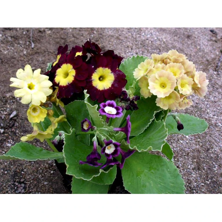 Haveaurikel Primula Pubescens 10 cm. potte Haveaurikel Primula Pubescens 10 Cm. Potte -Plantetorvet Butik mi1953 primula pubescens 4e0a