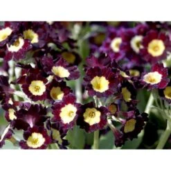 Haveaurikel Primula Pubescens 10 Cm. Potte 5 Haveaurikel Primula Pubescens 10 Cm. Potte -Plantetorvet Butik mi1953 primula pubescens 4f84