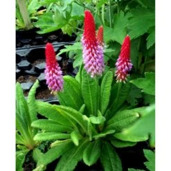 Hyacintprimula Primula Vialii 1 Liter Potte -Plantetorvet Butik mi1956 primula vialii 0442