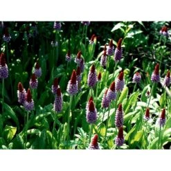 Hyacintprimula Primula Vialii 1 Liter Potte -Plantetorvet Butik mi1956 primula vialii 6ea5