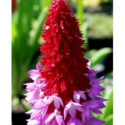 Hyacintprimula Primula Vialii 1 Liter Potte -Plantetorvet Butik mi1956 primula vialii ebf7