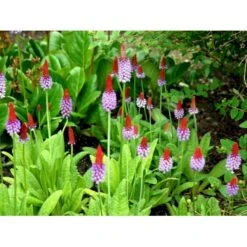 Hyacintprimula Primula Vialii 1 Liter Potte -Plantetorvet Butik mi1956 primula vialii efad