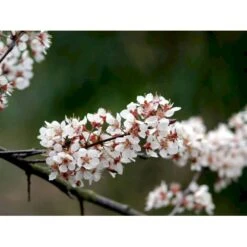 Storfrugtet Blodblomme 'Trailblazer' Prunus Cerasifera 'Trailblazer' Solitær Busk 150-200 Cm. - Med Klump -Plantetorvet Butik mi1996 prunus trailblazer efa2