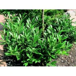 Kirsebærlaurbær 'Prufon' Prunus Laurocerasus 'Prufon' Med Klump,- 50-60 Cm. -Plantetorvet Butik mi2006 prunus laurocerasus prufon de6d