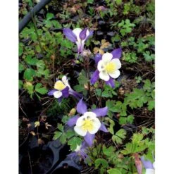 Langsporet Akeleje 'Blue Star' Aquilegia Caerulea 'Blue Star' 1 Liter Potte 6 Langsporet Akeleje 'Blue Star' Aquilegia Caerulea 'Blue Star' 1 Liter Potte -Plantetorvet Butik mi200 aquilegia blue star 4be1