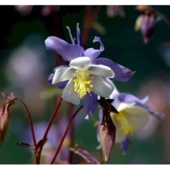 Langsporet Akeleje 'Blue Star' Aquilegia Caerulea 'Blue Star' 1 Liter Potte 4 Langsporet Akeleje 'Blue Star' Aquilegia Caerulea 'Blue Star' 1 Liter Potte -Plantetorvet Butik mi200 aquilegia blue star bc2d