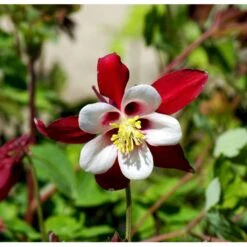 Langsporet Akeleje 'Crimson Star' Aquilegia Caerulea 'Crimson Star' 1 Liter Potte