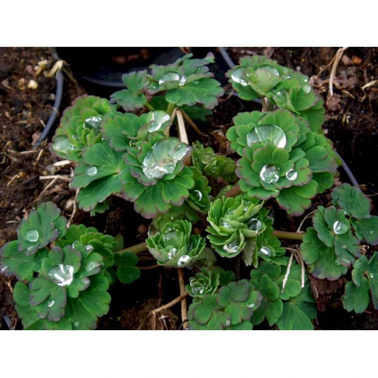 Akeleje Aquilegia Vulgaris 'Grandmothers Garden' 1 Liter Potte