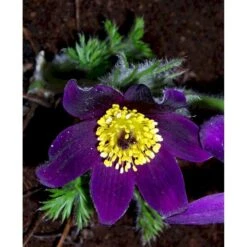 Opret Kobjælde Pulsatilla Vulgaris 10 Cm. Potte -Plantetorvet Butik mi2072 pulsatilla vulgaris 0335