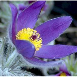 Opret Kobjælde Pulsatilla Vulgaris 10 Cm. Potte -Plantetorvet Butik mi2072 pulsatilla vulgaris 1b07