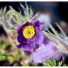Opret Kobjælde Pulsatilla Vulgaris 10 Cm. Potte -Plantetorvet Butik mi2072 pulsatilla vulgaris ad80