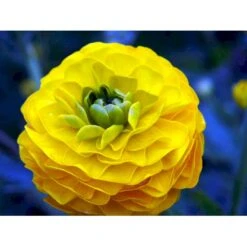 Guldknap Ranunculus Acris 'Multiplex' 1 Liter Potte -Plantetorvet Butik mi2131 ranunculus acris multiplex 0035