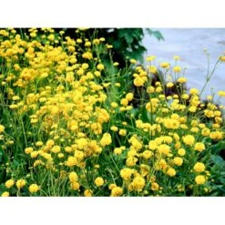 Guldknap Ranunculus Acris 'Multiplex' 1 Liter Potte -Plantetorvet Butik mi2131 ranunculus acris multiplex 61e2