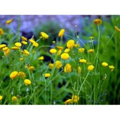 Guldknap Ranunculus Acris 'Multiplex' 1 Liter Potte -Plantetorvet Butik mi2131 ranunculus acris multiplex a134