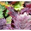 Prydrabarber Rheum Palmatum Var. Tanguticum 1 Liter Potte -Plantetorvet Butik mi2138 rheum palmatum var tanguticum c0b5