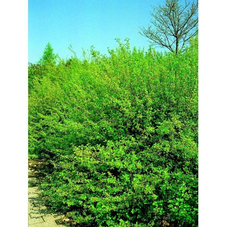 Fjeldribs 'Dima' Ribes Alpinum 'Dima' 3,5 liter potte Fjeldribs 'Dima' Ribes Alpinum 'Dima' 3,5 Liter Potte -Plantetorvet Butik mi2146 ribes alpinum dima 570e