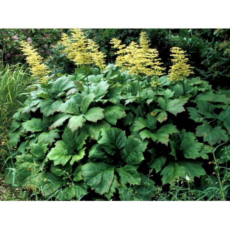 Kastanjebladet Bronzeblad Rodgersia Aesculifolia 1 liter potte Kastanjebladet Bronzeblad Rodgersia Aesculifolia 1 Liter Potte -Plantetorvet Butik mi2165 rodgersia aesculifolia 1957